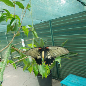 EXCURSIE LA GRADINA FLUTURILOR
